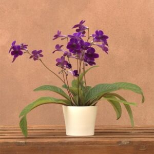 Streptocarpus Targa