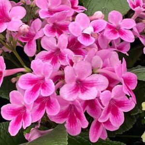 Streptocarpus Tina