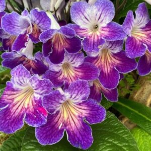 Streptocarpus Zoe