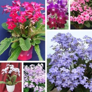 Streptocarpus collection