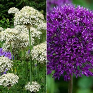 Striking allium collection