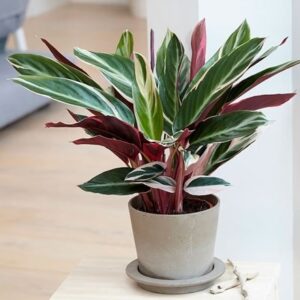 Stromanthe sanguinea Triostar (PBR)