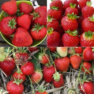 Summer and autumn fruiting strawberry collection
