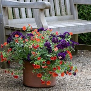 Summer nights container plant collection