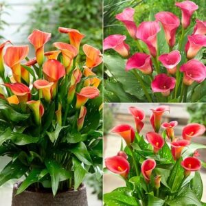 Sunrise Zantedeschia collection
