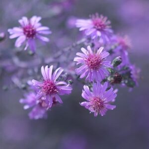 Symphyotrichum Coombe Fishacre