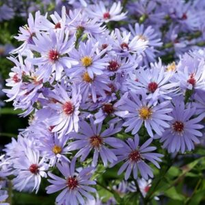 Symphyotrichum Little Carlow (cordifolius hybrid)