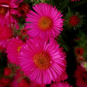 Symphyotrichum novae-angliae Andenken an Alma Pötschke