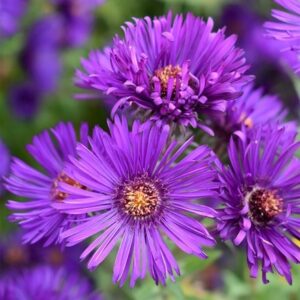 Symphyotrichum novae-angliae Helen Picton