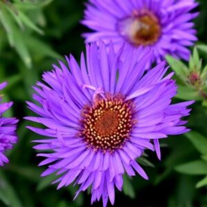 Symphyotrichum novae-angliae Purple Dome