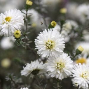Symphyotrichum novi-belgii White Ladies