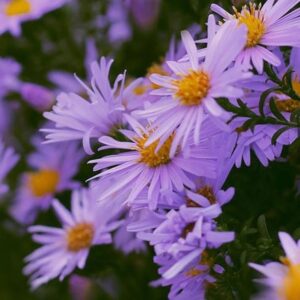 Symphyotrichum oblongifolium October Skies