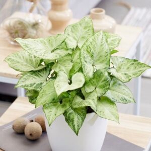 Syngonium Arrow
