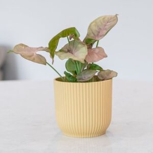 Syngonium Bottle garden / terrarium plant