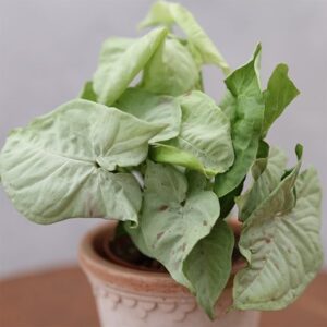 Syngonium Confetti