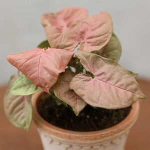 Syngonium Neon