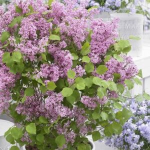 Syringa meyeri Flowerfesta Pink ('Anny200817') (PBR) (Flowerfesta Series)