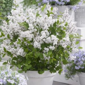 Syringa meyeri Flowerfesta White ('Anny200810') (PBR) (Flowerfesta Series)