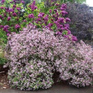 Syringa meyeri Palibin