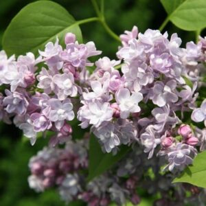 Syringa vulgaris Katherine Havemeyer