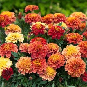 Tagetes patula Strawberry Blonde