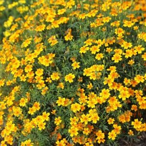 Tagetes tenuifolia Golden Gem