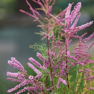 Tamarix ramosissima Pink Cascade