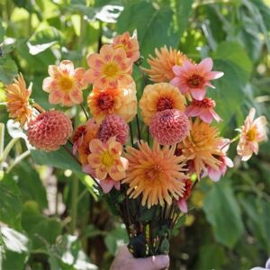 Tangerine twist 5 varieties dahlia collection
