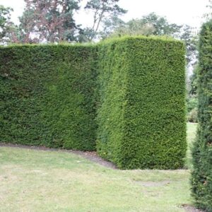 Taxus baccata