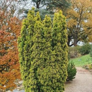 Taxus baccata David