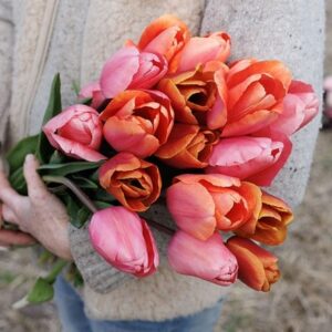 Tequila sunrise tulip collection