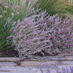 Teucrium marum