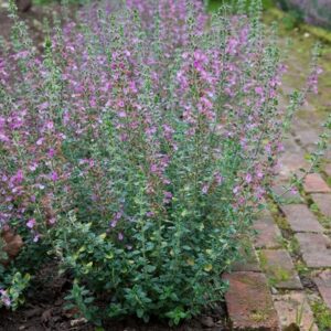 Teucrium × lucidrys