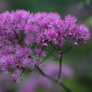 Thalictrum Black Stockings