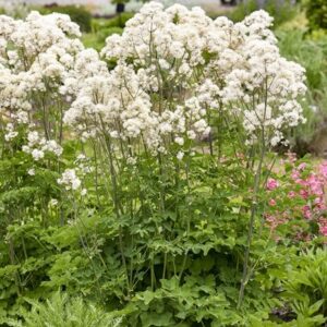 Thalictrum Cotton Ball