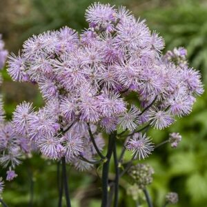 Thalictrum Cotton Candy