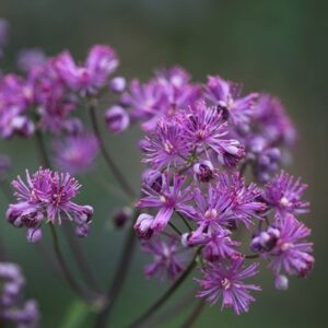 Thalictrum Elin