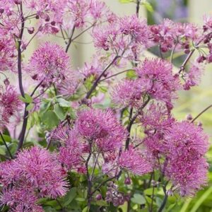 Thalictrum Little Pinkie (Censation Series)