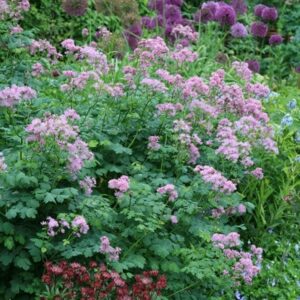 Thalictrum and Astrantia plant combination