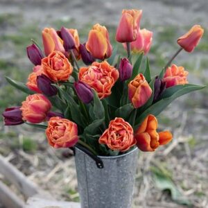 The copper tulip collection