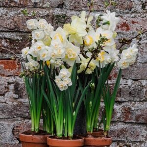 The lemon daffodil collection