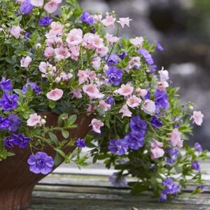 The light before dawn - Easyplanter for hanging baskets & patio pots