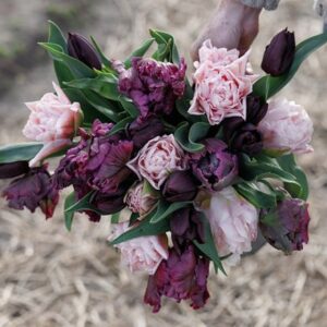 The night before tulip collection