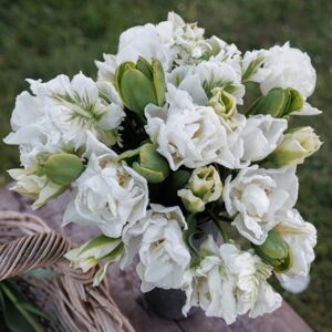 The ultimate white and green tulip collection