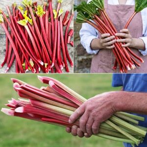 Three colours red rhubarb collection