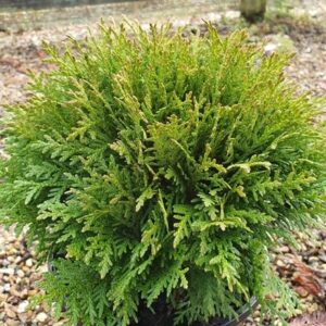 Thuja occidentalis Danica