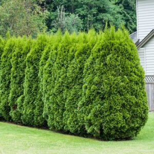 Thuja occidentalis Smaragd