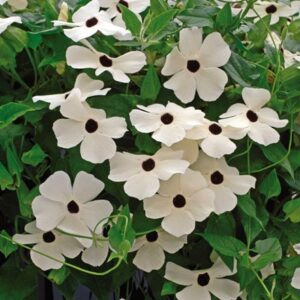 Thunbergia alata Susie White Black Eye (Susie Series)
