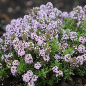 Thymus Jekka
