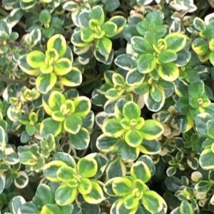 Thymus Lemon Variegated